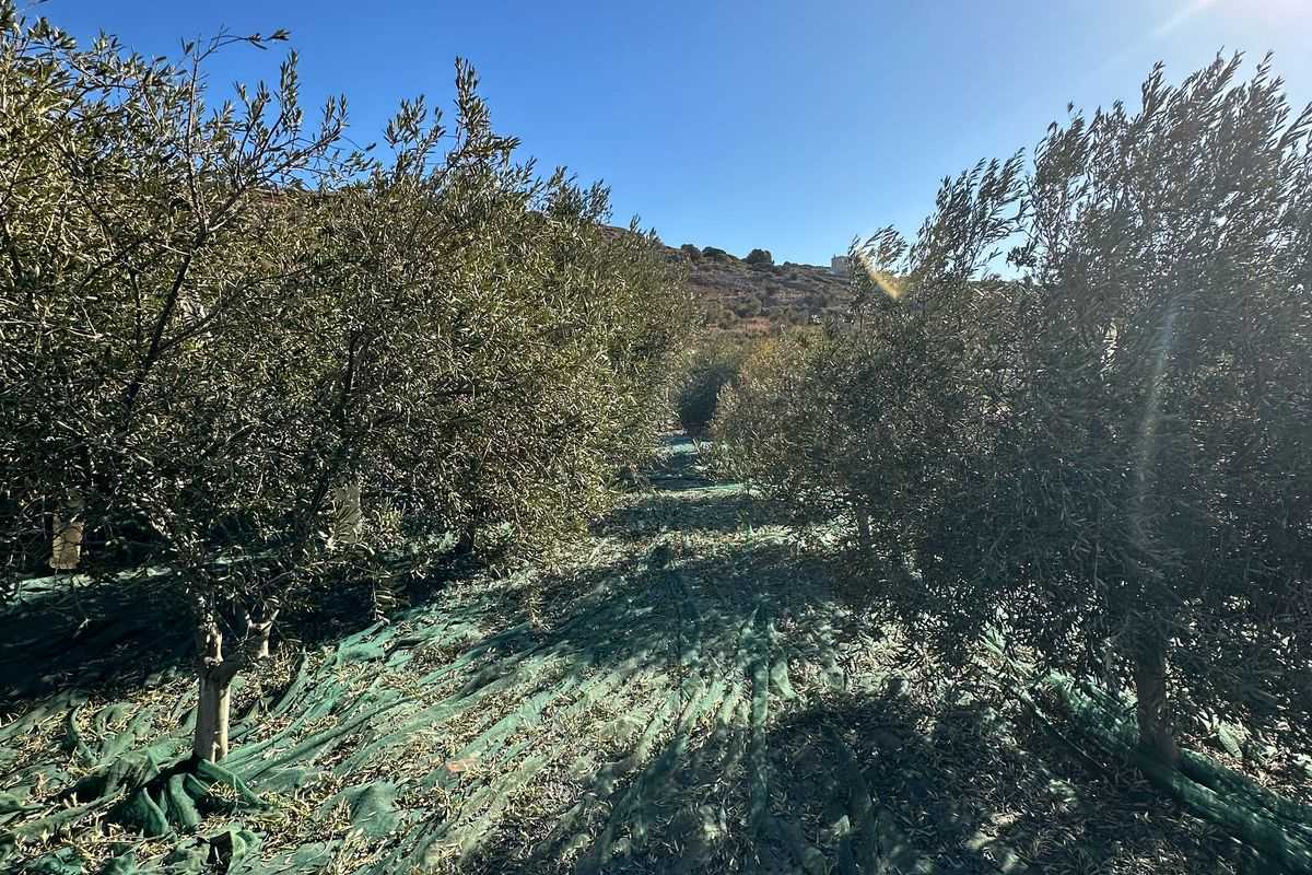 Συγκομιδή63