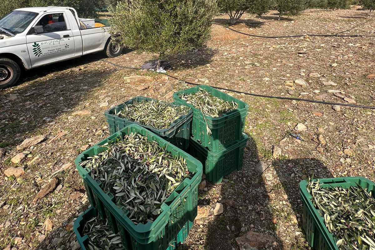 Συγκομιδή67