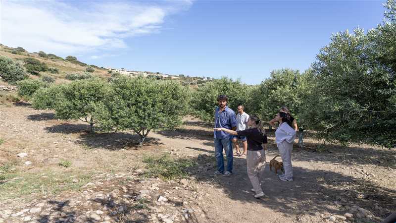 Simple olive grove tour
