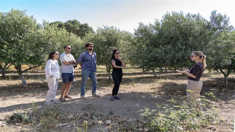 Olive Grove Tour